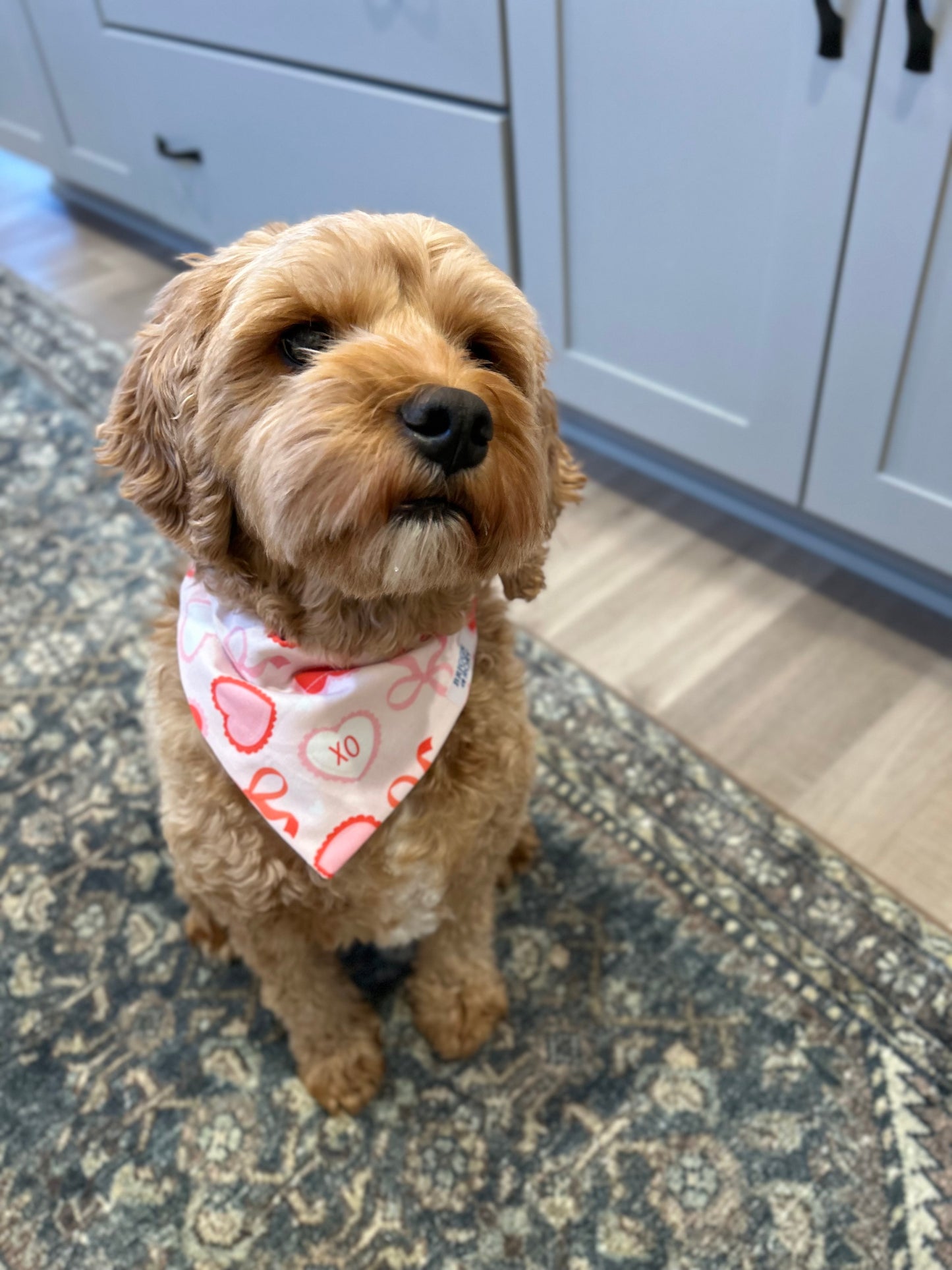 Valentines Day Bows Dog Bandana
