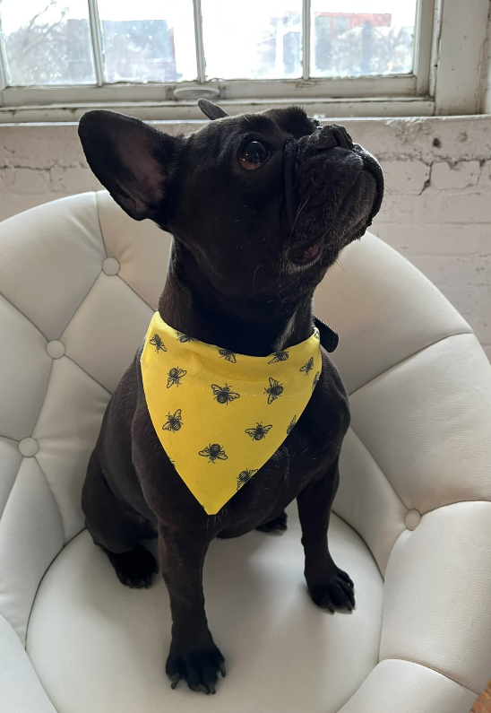 French bulldog wearing Bumblebee Dog Bandana