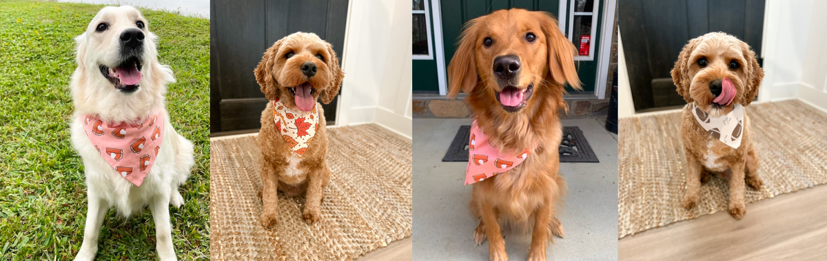 Thanksgiving dog bandanas