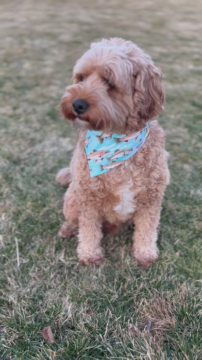 Fish Dog Bandana
