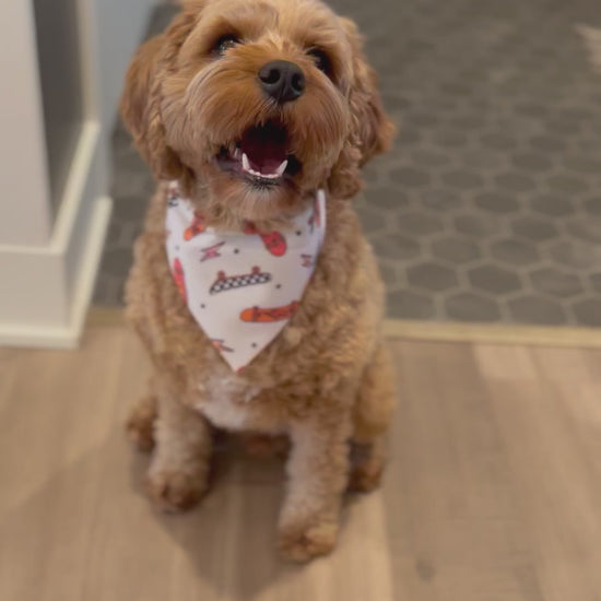 Cavapoo wearing a small Skateboard dog bandana