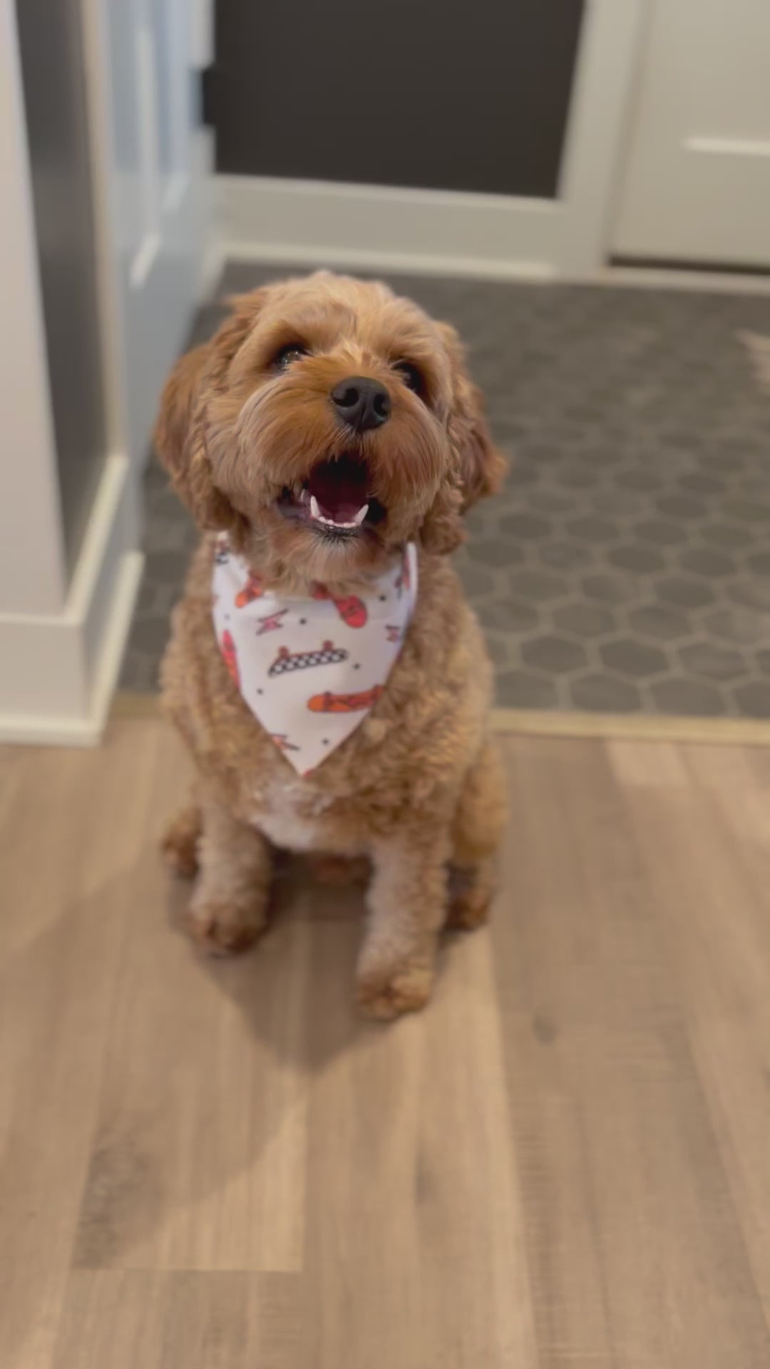 Cavapoo wearing a small Skateboard dog bandana