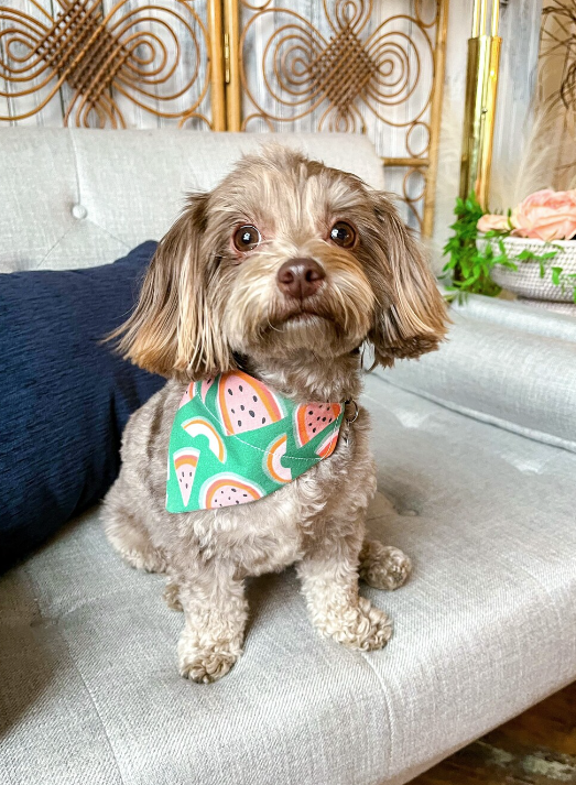 Puppy wearing Watermelon Dog Bandana