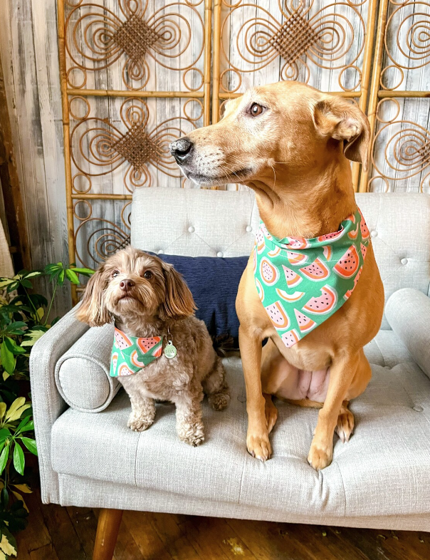 Dogs wearing Watermelon Dog Bandana