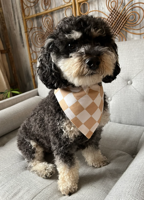 Cavapoo wearing Checkered Dog Bandana