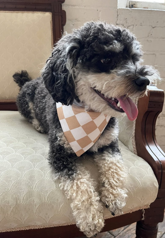 Puppy wearing Checkered Dog Bandana