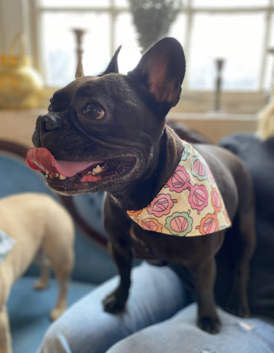 French Bulldog Wearing Daisy Sunglasses Over the Collar Dog Bandana