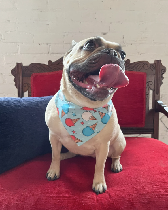 French Bulldog wearing Ice Cream Cone Dog Bandana