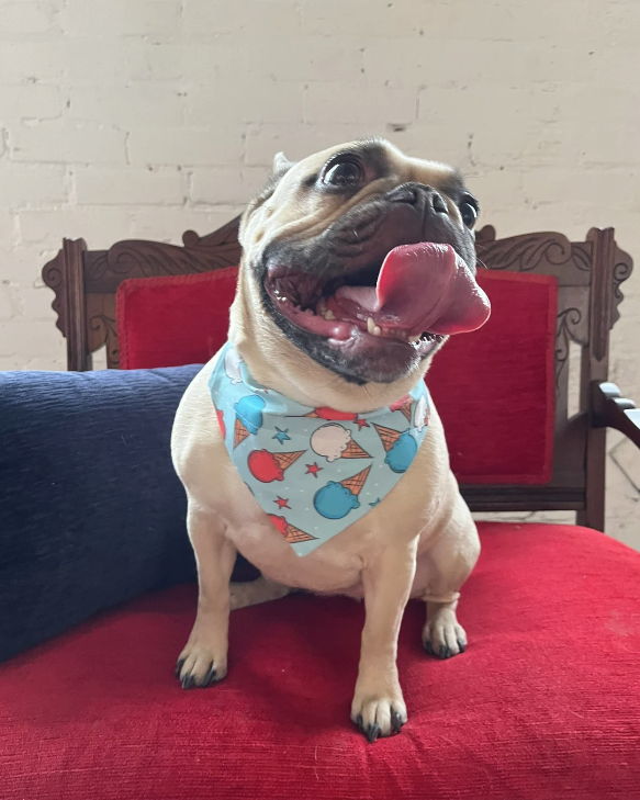 Cone for discount french bulldog