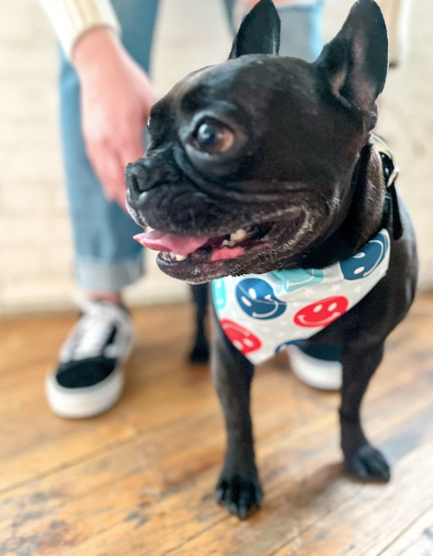 French Bulldog wearing 4th of July Smiley Face Dog Bandana