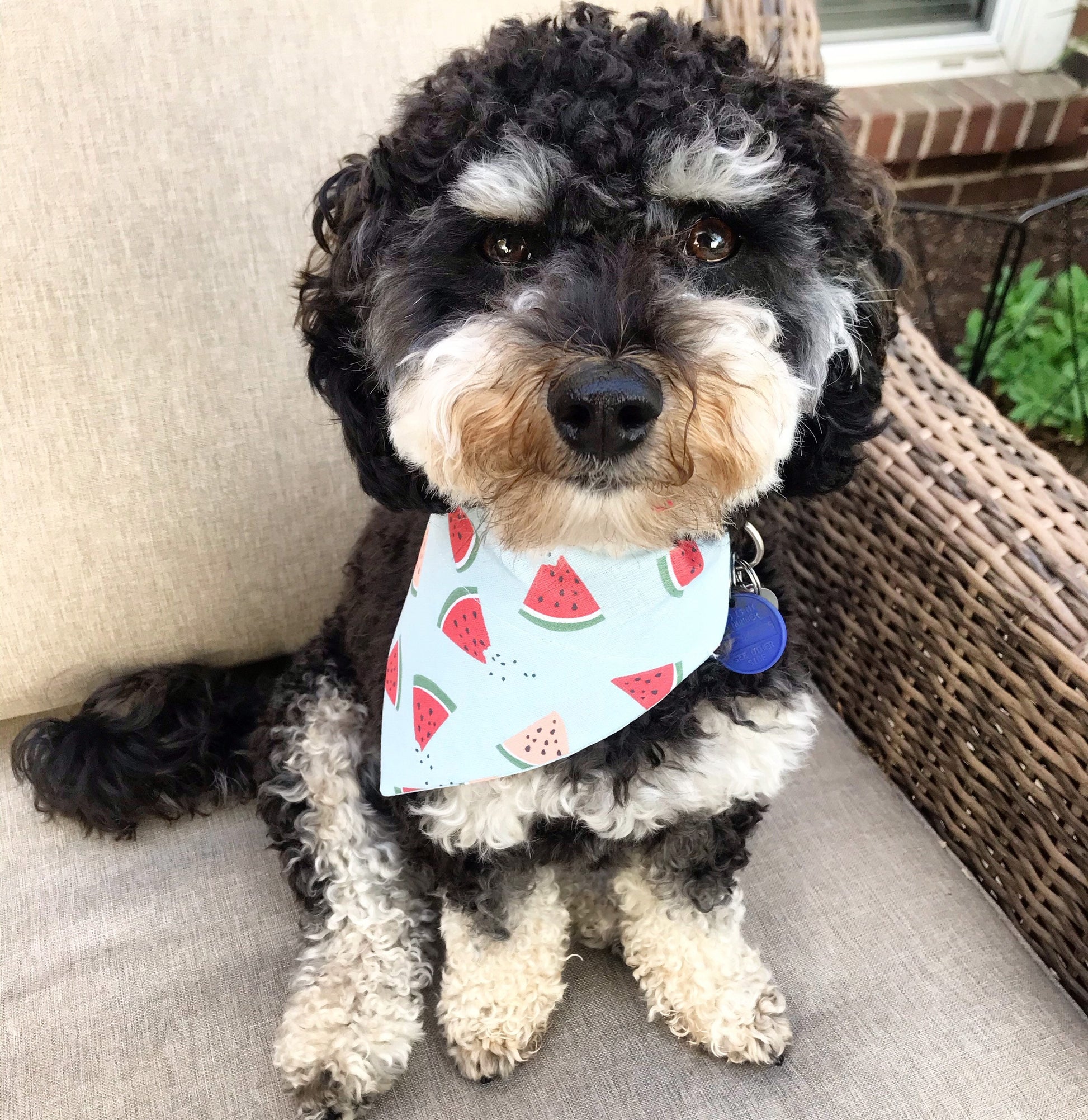 Dog wearing Watermelon Slices Dog Bandana