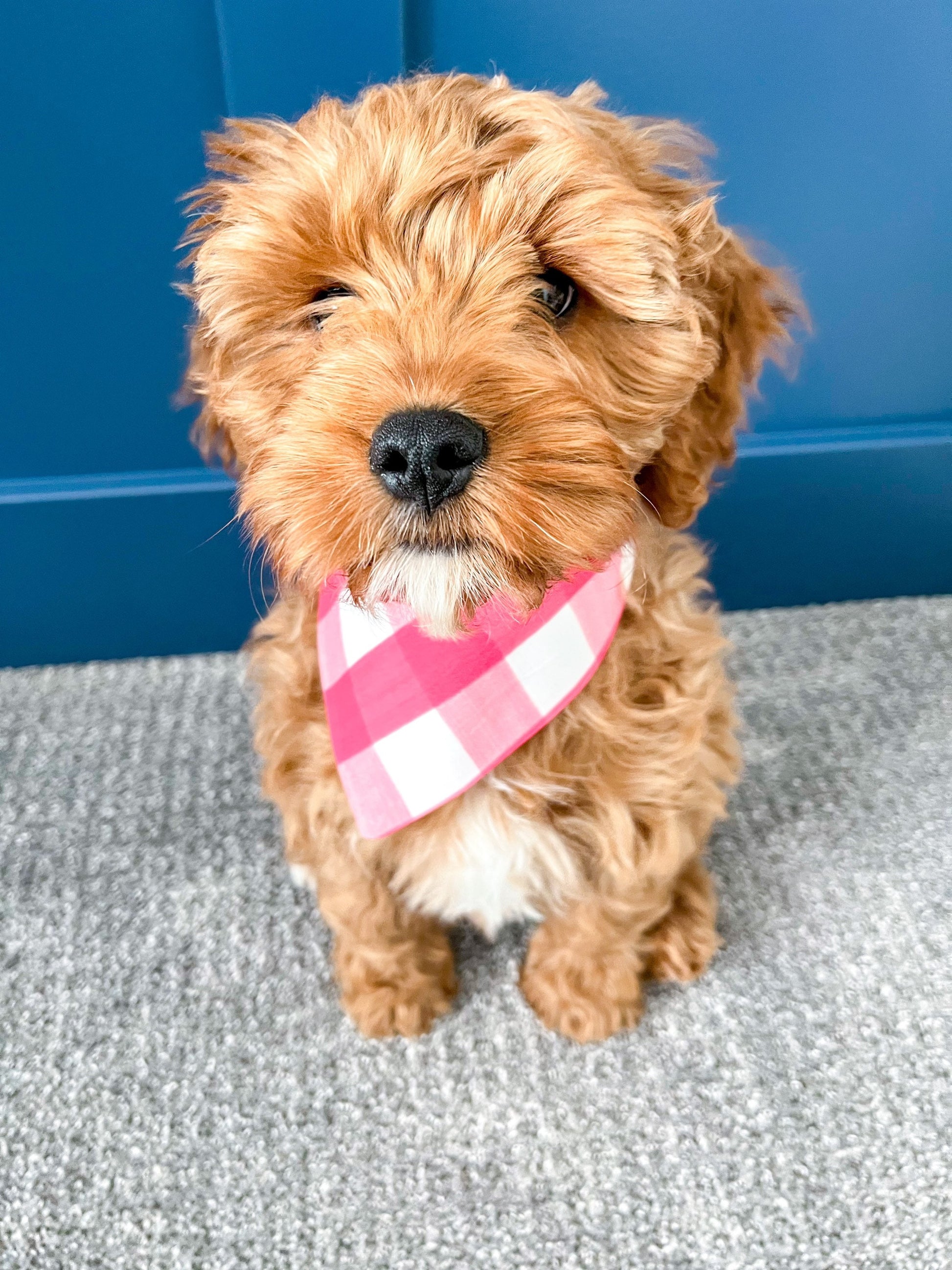 Puppy wearing over the collar Picnic Dog Bandana