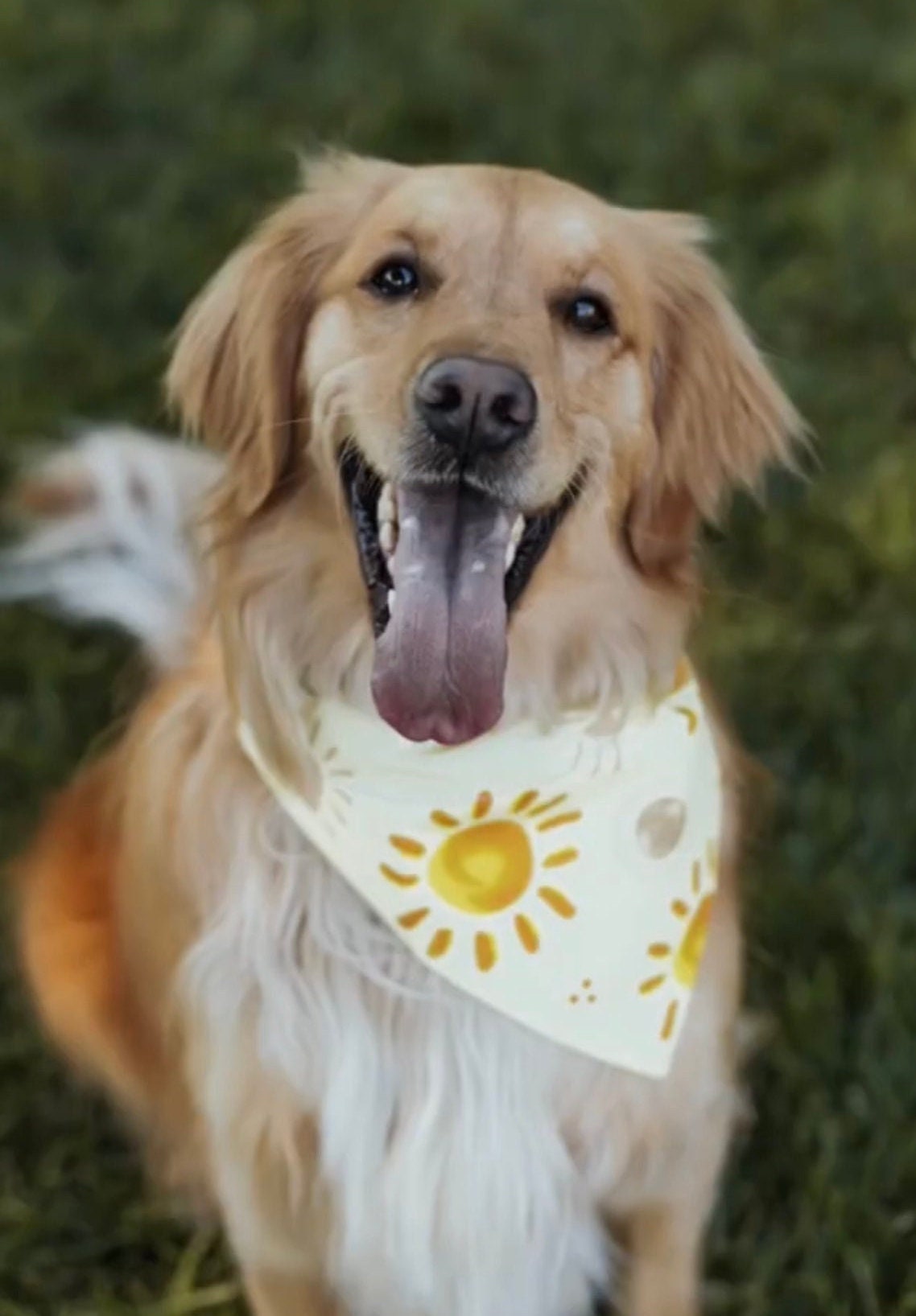 Golden Retriever wearing Sunshine Dog Bandana