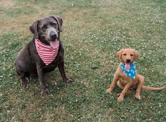 Dogs wearing Stars and Stripes Reversible Dog Bandana