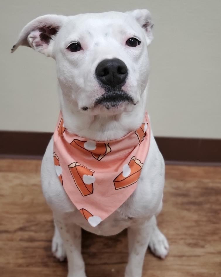Pitbull Wearing Pumpkin Pie Dog Bandana